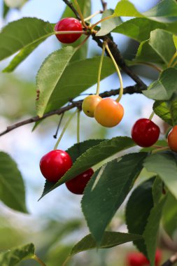 Sebze bahçesinde güzel bir kiraz ağacı büyüyor. Organik, GDO 'suz. Yaz atmosferi, yakın çekim, üst görünüm