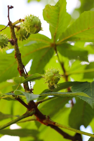 stock image Young chestnuts are growing on the chestnut tree, summer vibes