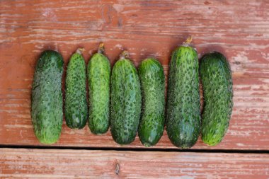 Güzel organik sulu salatalıklar ahşap masaya diziliyor, yaz hediyeleri ve titreşimler.