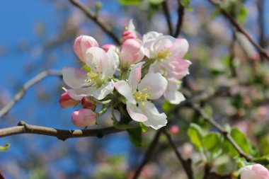 Güzel beyaz ve pembe elma güneşte güneşleniyor, güzel kokuyor, bahar havası var.