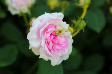 Gül bahçesinde güzel pembe & beyaz gül çiçek açıyor. İnanılmaz manzara ve koku, yakın çekim, üst manzara.