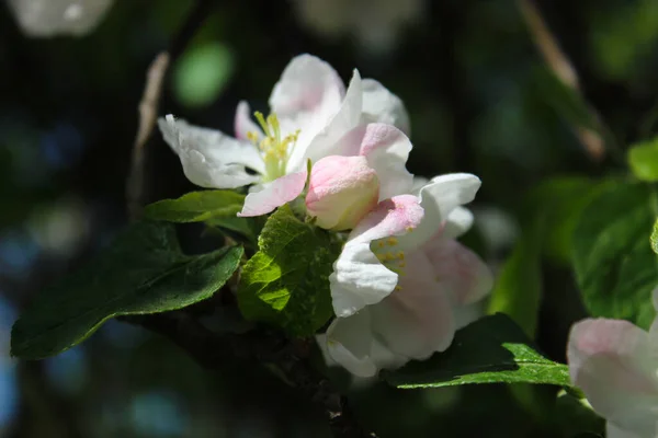 Beautiful white & pink apple blossom basking in the sun, smells good, spring vibes