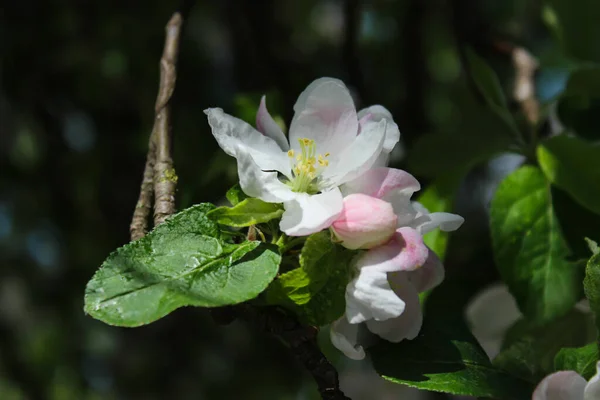 Белое Розовое Яблоко Греется Солнце Хорошо Пахнет Весна Оживает — стоковое фото