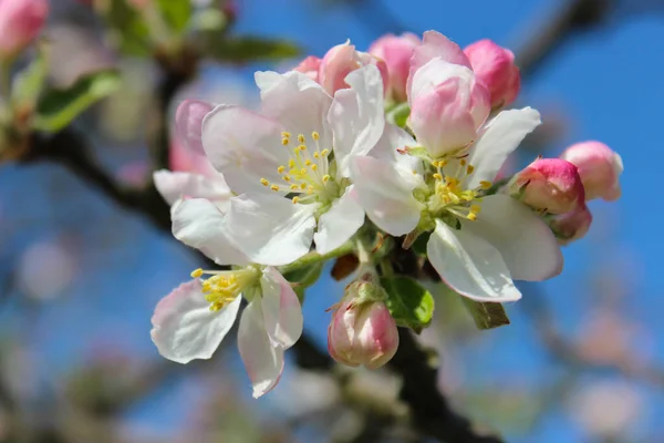 Gorgeous apple blossom basking in the sun, smells good, spring vibes