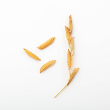 Yasemin pirinç tarlası beyaz arka planda, kapalı.