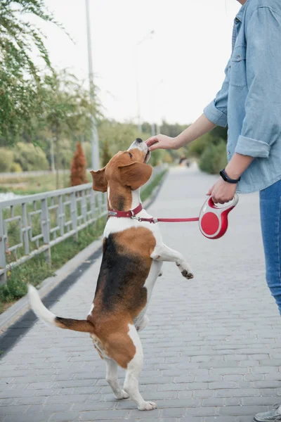 Cão beagle popular — Fotografia de Stock