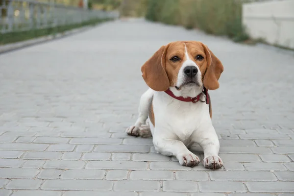 Beagle dog — Stock Photo, Image