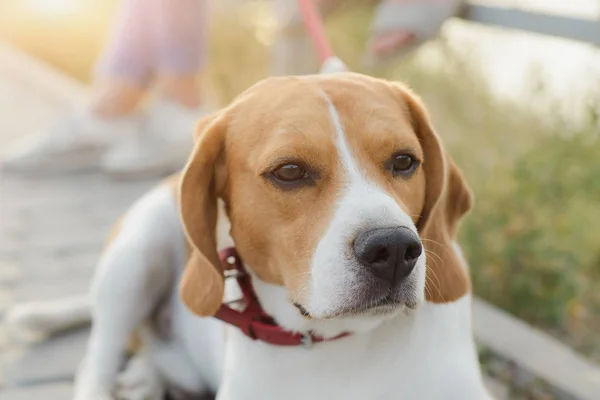 Pet beagle dog — Stock Photo, Image