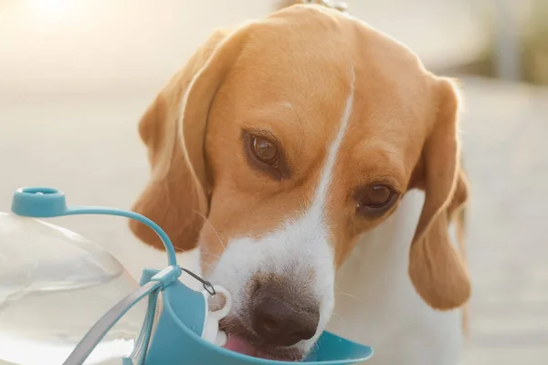 beagle dog drinks water