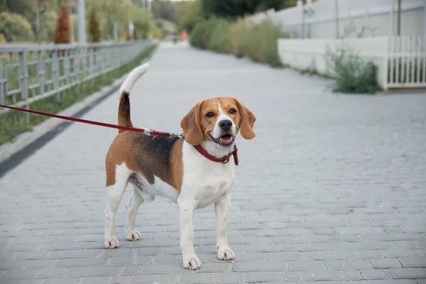 Beagle dog — Stock Photo, Image