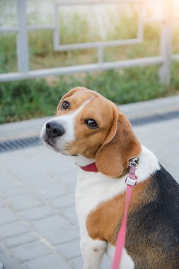 beagle evcil köpek bir tasma bağlı duruyor
