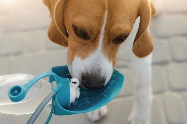 Popular pet dog beagle drinks water from a drinker — Stock Photo, Image