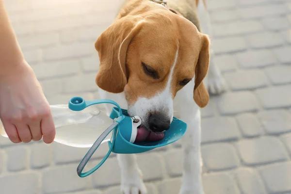 Popular mascota perro beagle bebe agua de un bebedor Fotos de stock