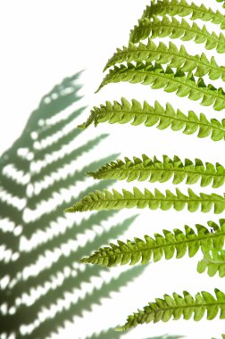 Minimalizm tarzı, kağıt arkaplanda eğreltiotu yaprağı