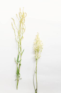 Beyaz arka planda sarı renkli kır çiçekleri deseni. Düz yatış, üst görünüm.