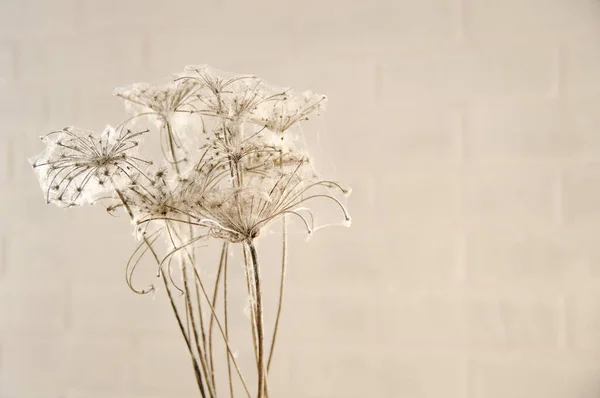 Fleurs Sèches Tressées Avec Des Toiles Araignée Sur Fond Mur — Photo