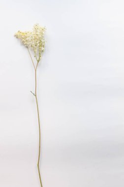 Minimalist tarzda beyaz arkaplandaki yabani bitkilerin dalları