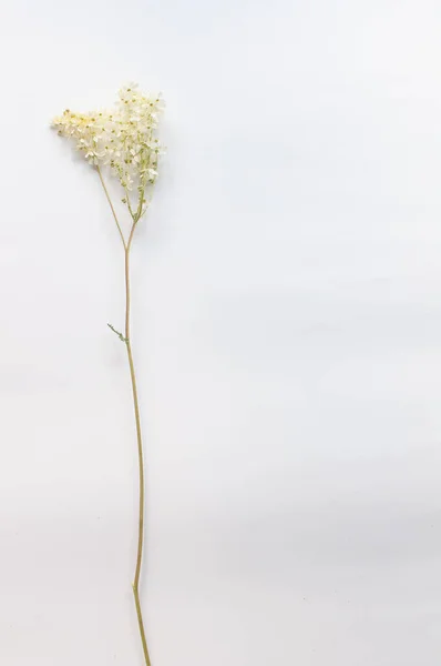 branch of wild plants on a white background in a minimalist style