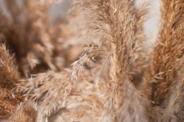 kuru bataklık bitkisi sazlık makro fotoğraf bulanıklığı ile