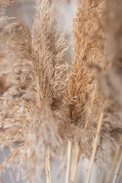 Dry Marsh Plant Reed Macro Φωτογραφία Θαμπάδα — Φωτογραφία Αρχείου
