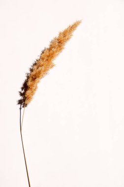 Beyaz arka planda yer alan kuru çim dalı