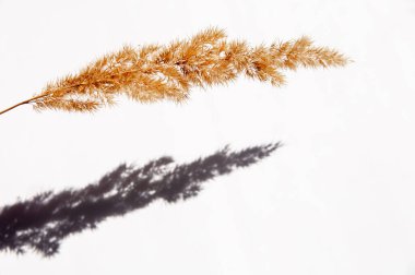 Beyaz arka planda yer alan kuru çim dalı