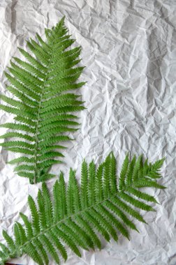 yeşil eğreltiotu yaprağı düz olmayan kağıdın gri arka planında yatar