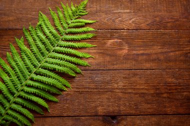 yeşil eğreltiotu yaprağı kahverengi ahşap arka planda yatar
