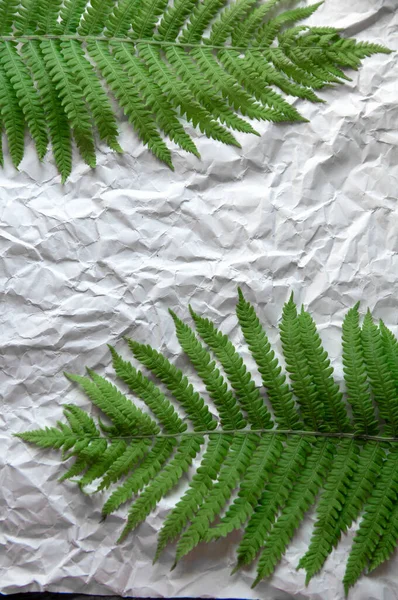 Zielony Liść Paproci Leży Szarym Tle Nierównego Papieru — Zdjęcie stockowe