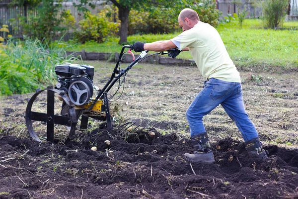 Egy Férfi Könnyű Dzsekiben Farmerben Kertben Burgonyát Arat Kultivátorral Mezőgazdasági — Stock Fotó