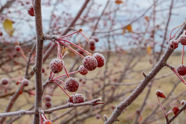 Frukterna av äppelträd i hesparfrost på hösten. Bakgrund av ett träd med tranor. — Stockfoto