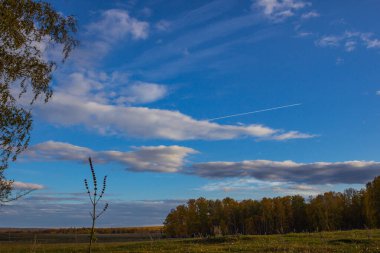 Beyaz bulutlu, mavi bir gökyüzü ve uçaktan bir iz. Bir çimen yaprağı silueti, sonbahar ormanı ve parlak bir arka planda huş ağacı. Seçici odak