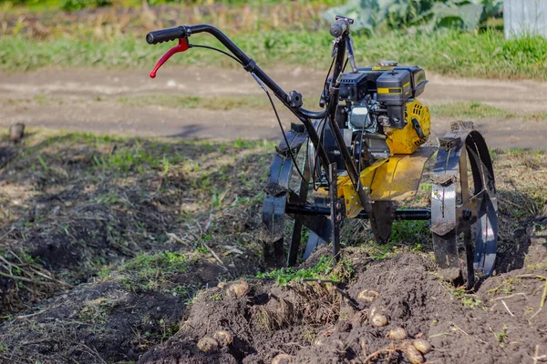 Ekin. Bir ekici toprağı gevşetiyor. Motoblock patates topluyor. Tarım. Bahçedeki toprağı ekiciyle sürmek. Tarlayı sürme üzerine tarım çalışmaları. — Stok fotoğraf