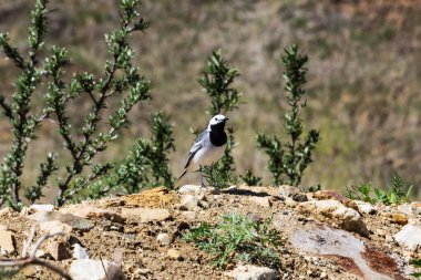 Beyaz kuyruklu Motacilla Alba kuşunun görüntüsü doğanın arka planında. Kuşlar. Hayvan Seçici odak fotoğrafı. Sabahın erken saatlerinde, kuş yiyecek aramak için nehir boyunca yürür..