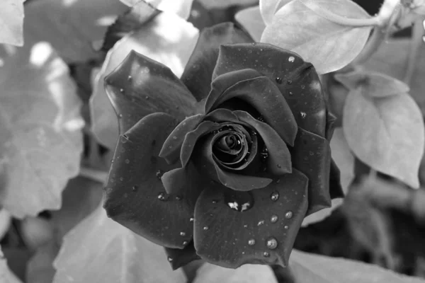 Black and white photograph of a dark rose with rain drops on a background of light leaves. Symbol of love and romance, copy space, dark on light — Stock Photo, Image