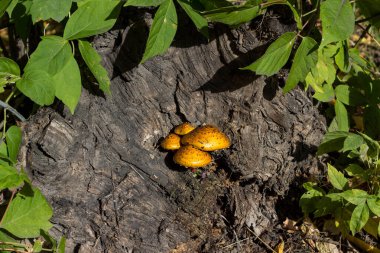 Bir grup parlak mantarlı, sarı şapkalı, yakın plan çekimde. Kentsel bir ortamda tehlikeli mantarlar seçici olarak mantarlara odaklanırlar. Sahte güzel mantarlar ya da akçaağaç kütüğündeki mantarlar..