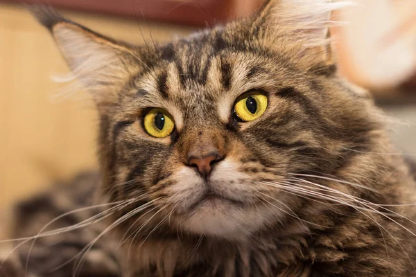 Portrét domácí tupé kočky Maine Mýval. Detailní záběr kočičí tváře s krásnýma žlutýma očima vypadá s očekáváním. Malé zaměření — Stock fotografie