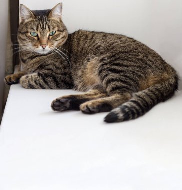 Fotokopi alanı olan kare afiş. Avrupa 'nın kısa hava kedisi beyaz bir pencere eşiğinde uzanıyor. Tekir kedisi sakin ve yeşil gözlü. Kürke alerji, sakin ev kedisi güzel kedi, küçük kardeşleri sev.