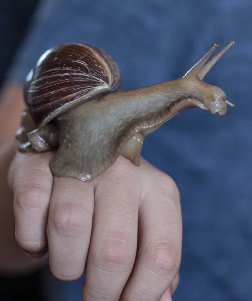 The large brown snail Achatina sits on her arm and looks away. Macro-healing slime and anti-aging giant snail slime. Giant snail Achatina fulica