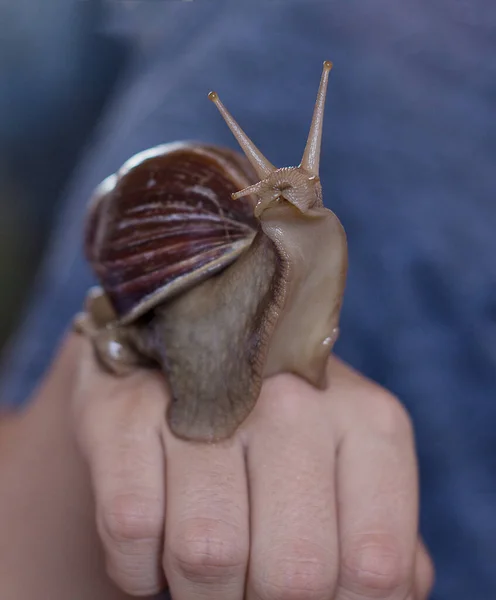 Large Brown Snail Human Hand Pet Cosmetology Useful Properties Macro — Stock Photo, Image