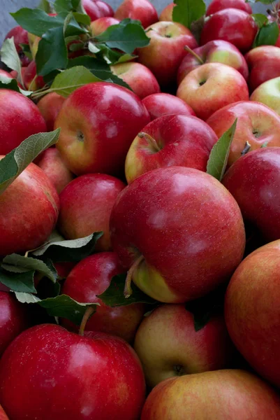 Background Variety Fresh Red Apples — Stock Photo, Image