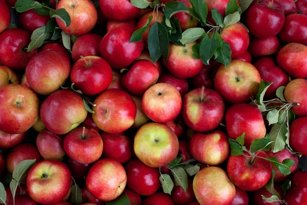 Background Variety Fresh Red Apples — Stock Photo, Image