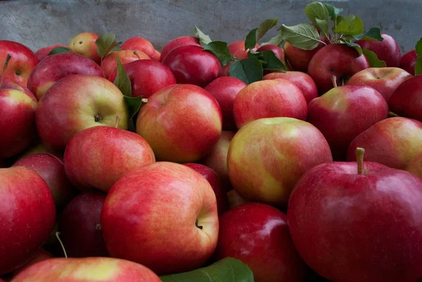 Harvest Red Apples — Stock Photo, Image