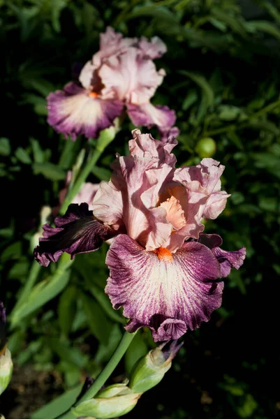 Ovanlig Färg Iris Sällsynt Sort Med Spets Kronblad Foto — Stockfoto