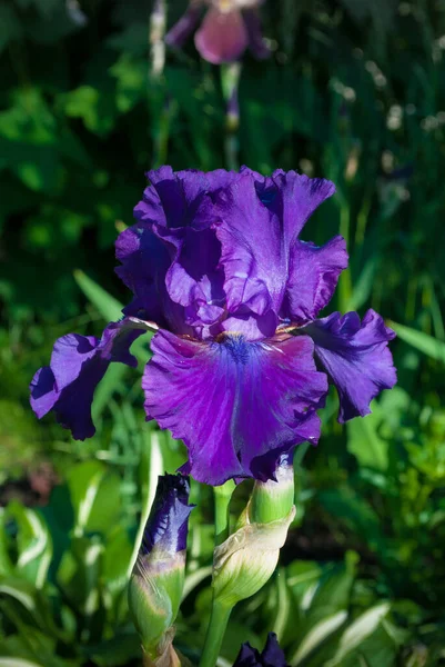 Djupt Lila Och Svartskäggig Irisblomma Iris Germanica Makrofoto Med Selektivt — Stockfoto