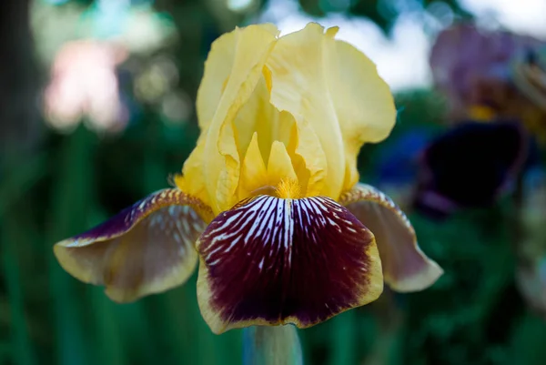 Blommande Gul Iris Majs Lilja Med Mörka Motiv Trädgården Våren — Stockfoto