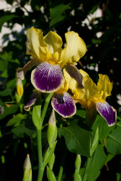 Iris Amarillos Florecientes Con Motivos Oscuros Jardín Primavera — Foto de Stock