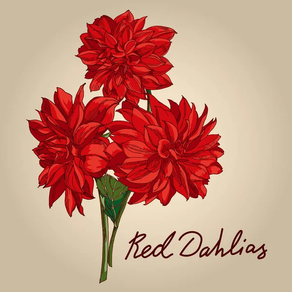 Dálias Vermelhas Flores Exuberantes Solenes Desenhadas Mão Estilo Retrô Clipart —  Vetores de Stock