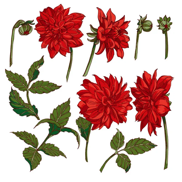 Dahlias Vector Clipart 꽃봉오리 아름다운 인사말 — 스톡 벡터