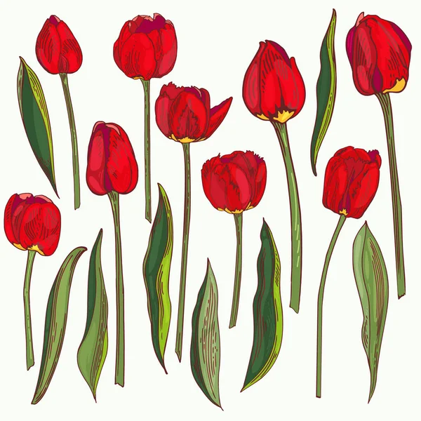 Tulipas Vermelhas Clipart Vetor Sem Costura Flores Com Caules Folhas —  Vetores de Stock